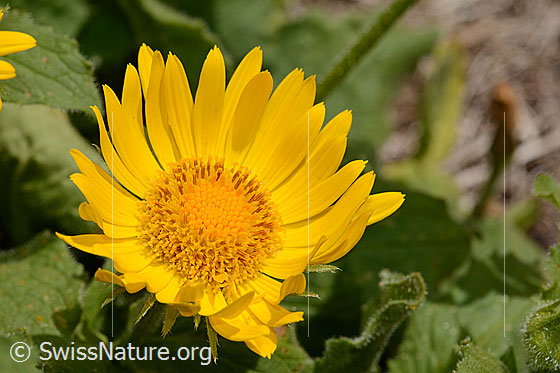 Grossköpfige Gemswurz (Doronicum grandiflorum)