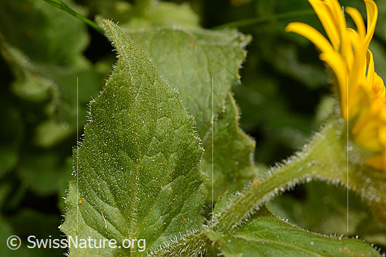Photo: Doronicum grandiflorum. Leaf and stem.