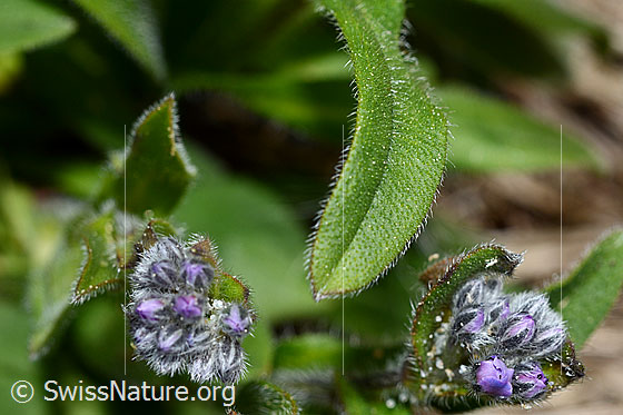 Foto: Alpen-Vergissmeinnicht (Myosotis alpestris). Knospen und Blatt.