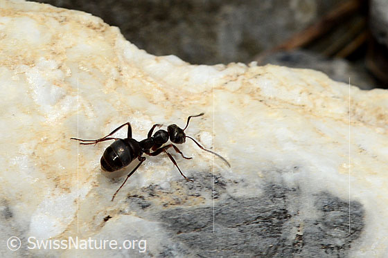 Ameise (Tapinoma erraticum)