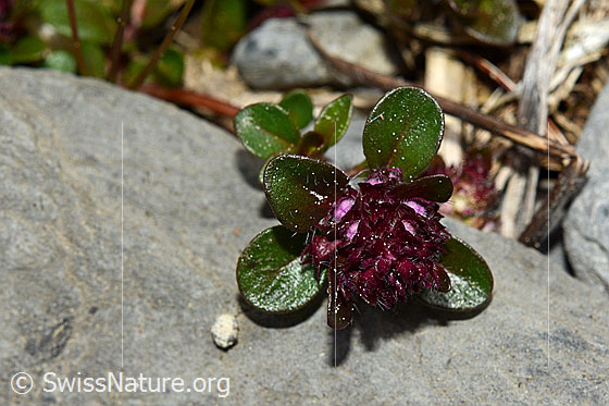 Foto: Vielhaariger Thymian (Thymus polytrichus). Blütenstand. Blüten noch nicht ganz geöffnet.