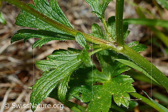Foto: Wahrscheinlich Kriechender Hahnenfuss (Ranunculus repens). Blätter und Stengel.