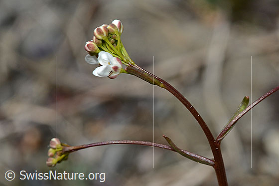 Felsen-Kugelschöttchen (Kernera saxatilis)