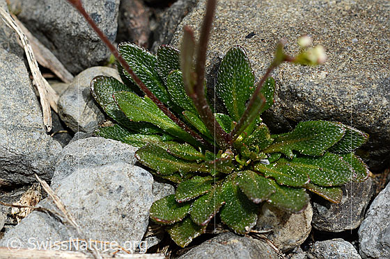Photo: Kernera saxatilis. Lower leaves and stems.