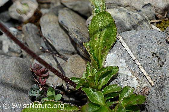 Foto: Wahrscheinlich Alpenmasslieb (Aster bellidiastrum). Blätter und Stängel.