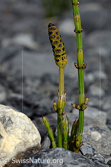 Sumpf-Schachtelhalm (Equisetum palustre)