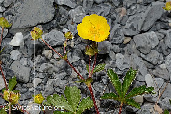 Kriechendes Fingerkraut (Potentilla reptans)