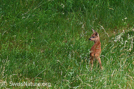 Photo: Roe deer (Capreolus capreolus) in meadow.