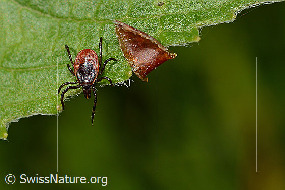 Photo: Ixodes ricinus an leafrand. Female. Length: 3-4mm. View from top front.