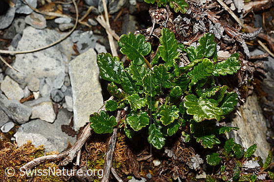 Photo: Dryas octopetala. Leaves.