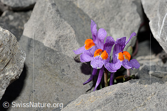 Photo: Linaria alpina. Blossoms.