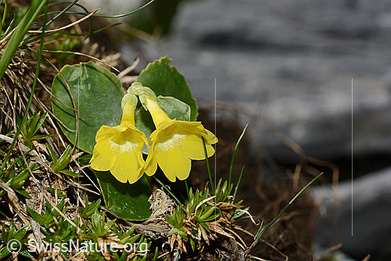 Photo: Primula auricula, blooming