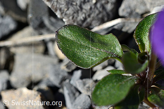Foto: Mont Cenis-Stiefmütterchen (Viola cenisia). Blätter.