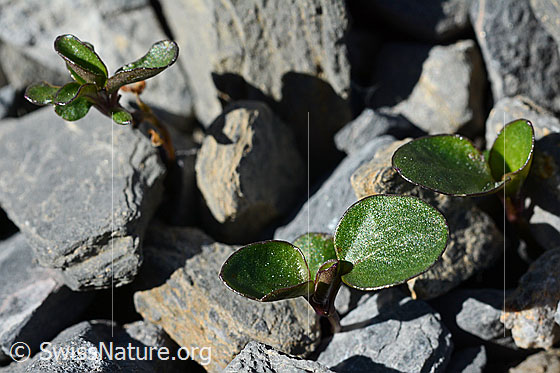 Foto: Mont Cenis-Stiefmütterchen (Viola cenisia). Blätter.