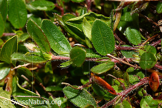 Photo: Helianthemum grandiflorum. Leaves.