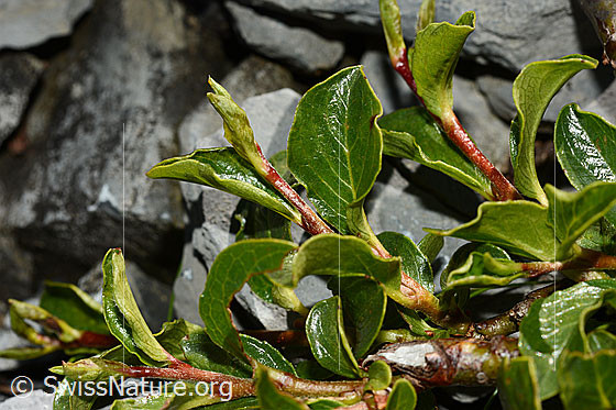Foto: Stumpfblättrige Weide (Salix retusa). Blätter und Ästchen.