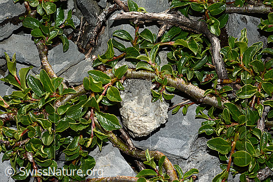 Photo: Salix retusa. Twigs and leaves.