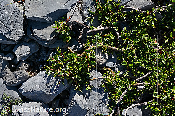 Foto: Stumpfblättrige Weide (Salix retusa). Ganze Pflanze (Habitus).