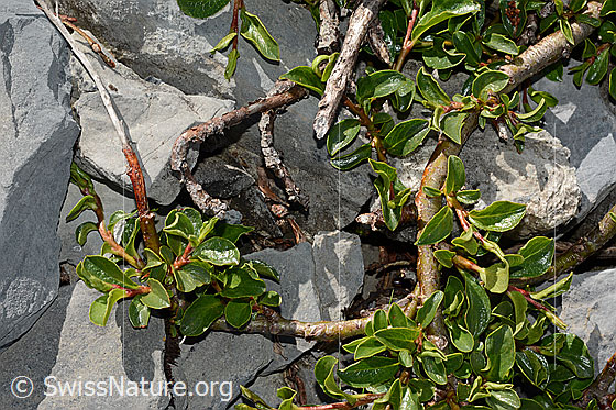 Photo: Salix retusa. Twigs and leaves.