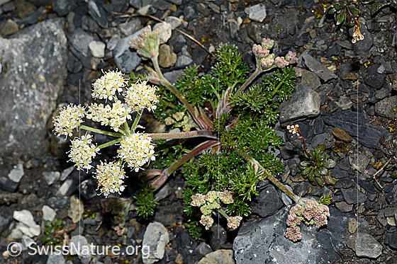 Photo: Probably Athamanta cretensis. Whole plant (habiti). View from above.