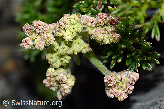 Foto: Wahrscheinlich Augenwurz (Athamanta cretensis). Blüten kurz vor dem Öffnen.