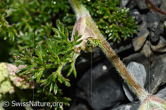 Foto: Wahrscheinlich Augenwurz (Athamanta cretensis). Blätter und Stängel.