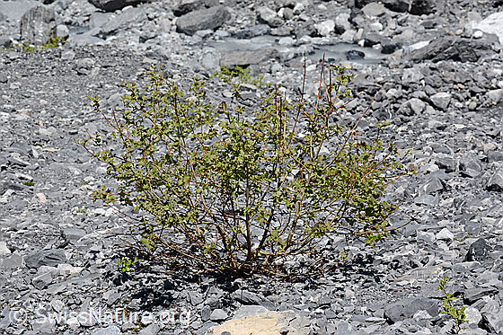 Foto: Wahrscheinlich Sal-Weide (Salix caprea). Ganze Pflanze (Habitus).