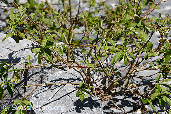 Foto: Wahrscheinlich Sal-Weide (Salix caprea). Ästchen und Blätter.