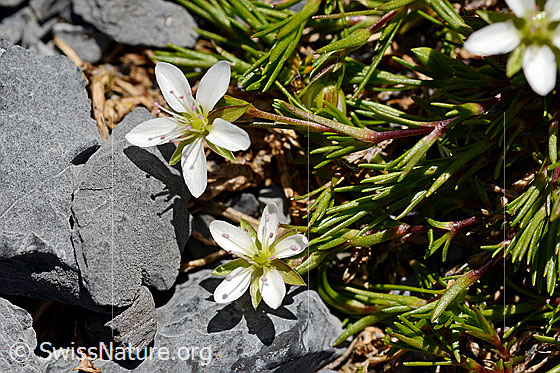 Photo: Minuartia verna. Blossoms and leaves.