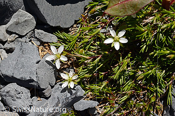 Photo: Minuartia verna. Blossoms and leaves.