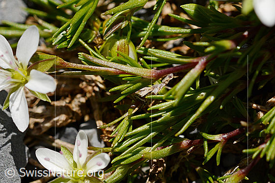 Photo: Minuartia verna. Leaves and stem.