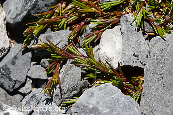 Photo: Minuartia verna. Leaves.