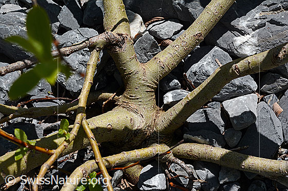 Foto: Wahrscheinlich Sal-Weide (Salix caprea). Äste.