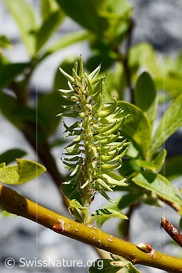Foto: Wahrscheinlich Sal-Weide (Salix caprea). Fruchtstand.