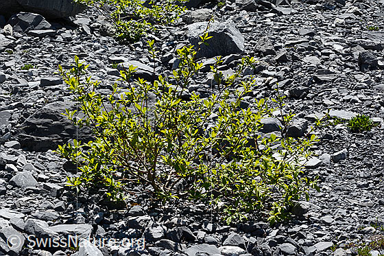 Photo: Probably Salix caprea. Young shrub in the glacier forefield.