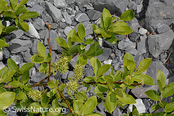 Photo: Probably Salix caprea. Branches and leaves.