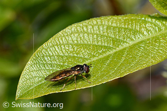 Foto: Matte Schwarzkopfschwebfliege (Melanostoma scalare). Länge 8 - 10mm. Weibchen. Ansicht von der Seite.
