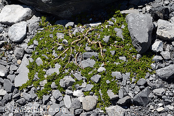 Foto: Wahrscheinlich Quendelblättrige Weide (Salix serpillifolia). Ganze Pflanze (Habitus).