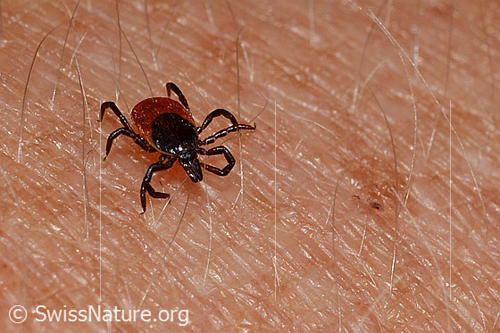 Zecke oder Gemeiner Holzbock (Ixodes ricinus)