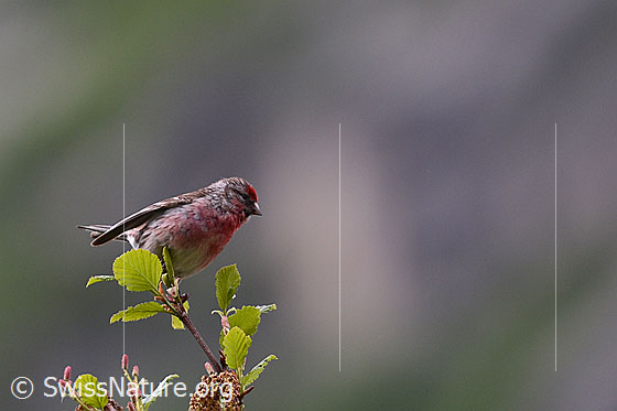 Birkenzeisig (Acanthis flammea)