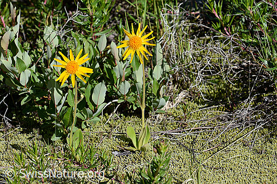 Foto: Arnika (Arnica montana). Zwei Exemplare.