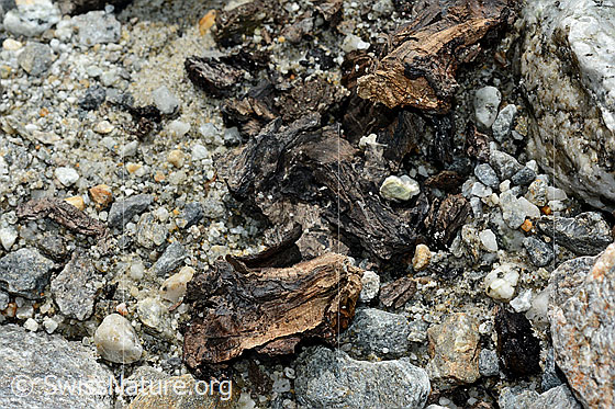 Foto: Holzfund Nr. 1 am Unteraargletscher.
Dieses Foto zeigt das Holzstück von Holzfund Nr 1 am Fundort. Grösse: ca. 10 x 6 x 6cm.
Alter: Radiokarbonalter 2465 +/- 23 Jahre vor heute.