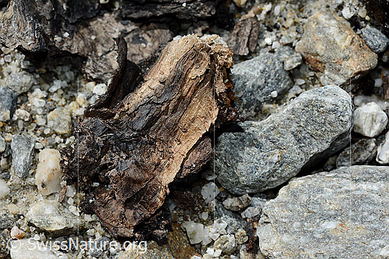 Foto: Holzfund Nr. 1 am Unteraargletscher.
Dieses Foto zeigt das Holzstück von Holzfund Nr 1 am Fundort. Grösse: ca. 10 x 6 x 6cm.
Alter: Radiokarbonalter 2465 +/- 23 Jahre vor heute.