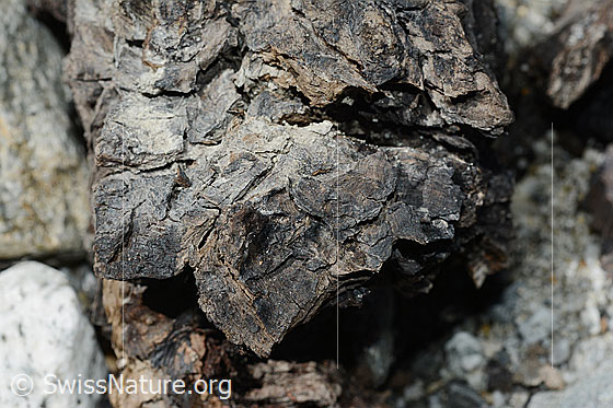 Foto: Holzfund Nr. 1 am Unteraargletscher.
Dieses Foto zeigt das Holzstück von Holzfund Nr 1 am Fundort. Grösse: ca. 10 x 6 x 6cm.
Alter: Radiokarbonalter 2465 +/- 23 Jahre vor heute.