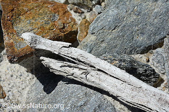 Foto: Holzfund Nr. 2 am Unteraargletscher.
Dieses Foto zeigt das Holzstück von Holzfund Nr 2 am Fundort. Länge: ca. 15cm.
Alter: Radiokarbonalter 2465 +/- 23 Jahre vor heute.