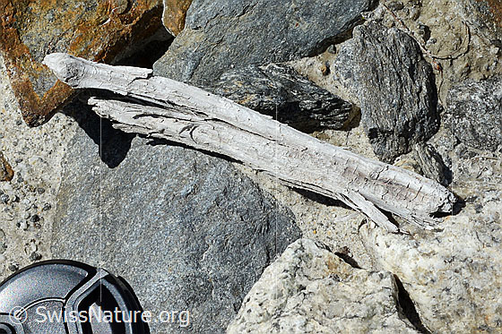 Foto: Holzfund Nr. 2 am Unteraargletscher.
Dieses Foto zeigt das Holzstück von Holzfund Nr 2 am Fundort. Länge: ca. 15cm.
Alter: Radiokarbonalter 2465 +/- 23 Jahre vor heute.