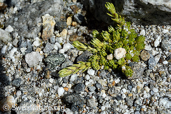 Photo: Saxifraga bryoides. Leaf rosettes.
