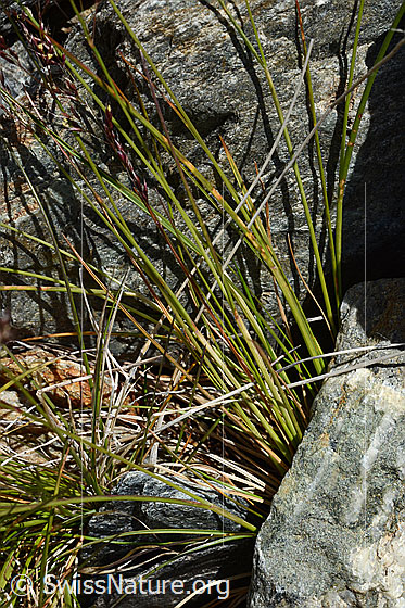 Foto: Violetter Schwingel (Festuca violacea), Stängel.