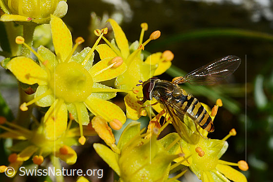 Foto: Hainschwebfliege (Episyrphus balteatus) auf Blüten des bewimperten Steinbrechs sitzend. Ansicht von schräg oben. Flügel seitlich ausgeklappt. Weibchen.