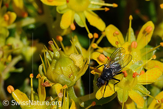 Foto: Fliege auf Blüte des bewimperten Steinbrechs (Saxifraga aizoides)